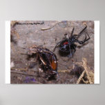 Black Spider-Poster