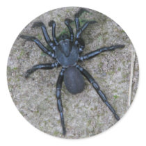 Black Spider Sticker