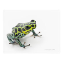 Black Spotted Green Poison Dart Frog Postcard
