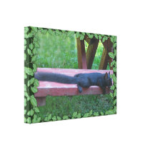 Black Squirrel Gallery Wrapped Canvas