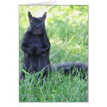 Black Squirrel Greeting Card