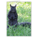 Black Squirrel cards