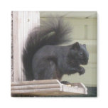 Black Squirrel Square Magnet