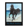 Black Stallion Arabian horse postcard