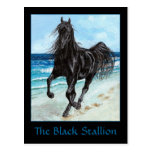 Black Stallion Arabian horse postcard
