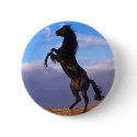 Black Stallion buttons