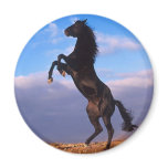 Black Stallion magnets