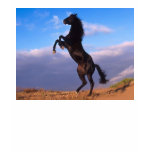 Black Stallion t-shirts