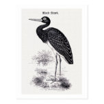"Black Stork" Vintage Illustration Postcard
