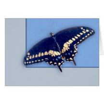 Black Swallow Longtail Greeting Card