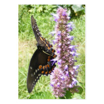 Black Swallowtail 61 ~ ATC