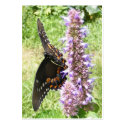 Black Swallowtail 61 ~ ATC business cards