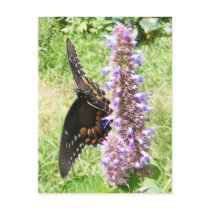 Black Swallowtail 61 ~ postcard