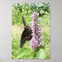 Black Swallowtail 61 ~ print