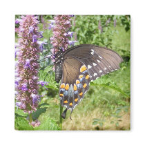 Black Swallowtail 63 ~ magnet
