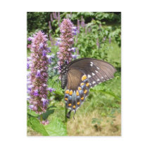 Black Swallowtail 63 ~ postcard