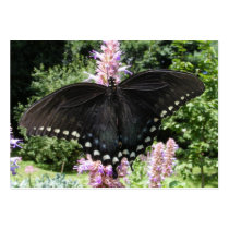 Black Swallowtail 67 ~ ATC Business Cards