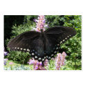 Black Swallowtail 67 ~ ATC business cards