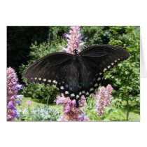 Black Swallowtail 67 ~ card