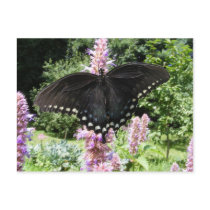 Black Swallowtail 67 ~ postcard