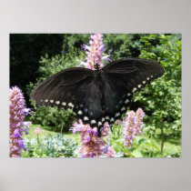 Black Swallowtail 67 ~ print