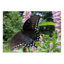 Black Swallowtail 69 ~ ATC Business Card