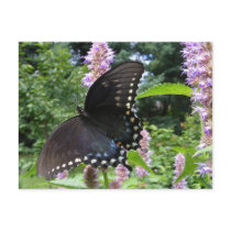 Black Swallowtail 69 ~ postcard