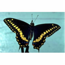 Black swallowtail butterfly acrylic cut outs