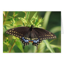 Black Swallowtail Butterfly Card