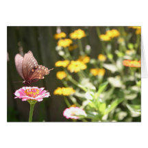 Black Swallowtail Butterfly Card