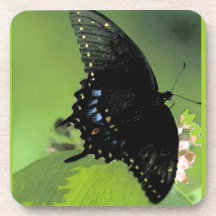 Black Swallowtail Butterfly Coaster