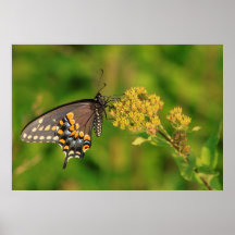 Black Swallowtail Butterfly Feeding Poster