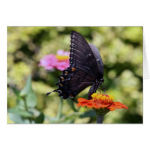 Black Swallowtail Butterfly Greeting Card