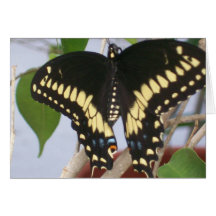 Black Swallowtail Butterfly Greeting Cards