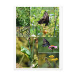 Black Swallowtail Butterfly Life Cycle Postcard