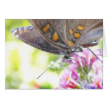Black Swallowtail Butterfly on Buddleia Bush Greeting Card