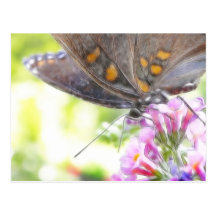 Black Swallowtail Butterfly on Buddleia Bush Post Cards