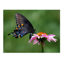 Black Swallowtail Butterfly on Coneflower Postcard