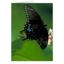 Black SwallowTail Butterfly on Flower Cards