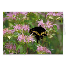 Black swallowtail butterfly photo greeting card