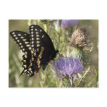Black Swallowtail Butterfly Postcard