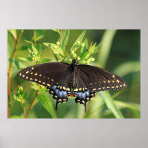 Black Swallowtail Butterfly Poster