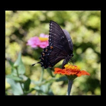 Black Swallowtail Butterfly posters
