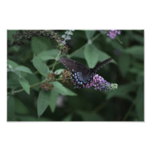 Black Swallowtail Butterfly Print Photo