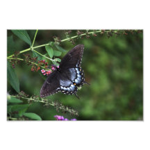 Black Swallowtail Butterfly Print Photo