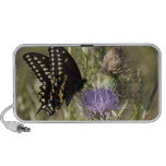 Black Swallowtail Butterfly Speakers