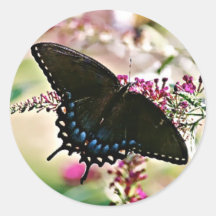 Black Swallowtail Butterfly Sticker