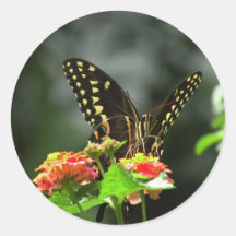 Black Swallowtail Butterfly sticker