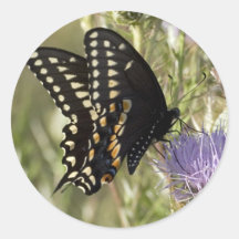 Black Swallowtail Butterfly Sticker