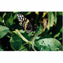 Black swallowtail butterfly, Wichita, Kansas, U.S. Photo Cut Out